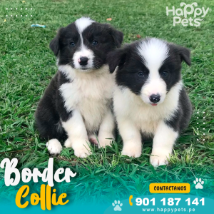 BORDER COLLIE