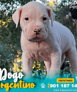 Alternative view of DOGO ARGENTINO