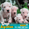 DOGO ARGENTINO