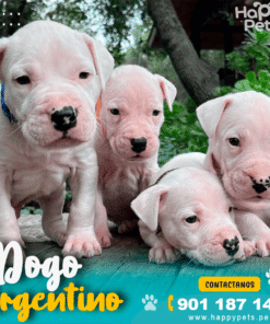 DOGO ARGENTINO