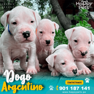 DOGO ARGENTINO