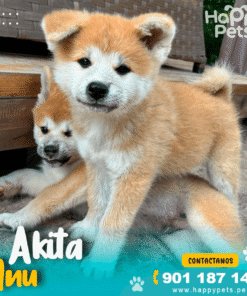 Alternative view of AKITA INU