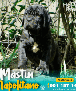 MASTIN NAPOLITANO