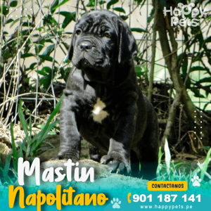 MASTIN NAPOLITANO