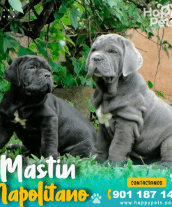 Alternative view of MASTIN NAPOLITANO