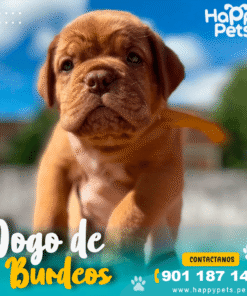 DOGO DE BURDEOS