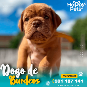 DOGO DE BURDEOS