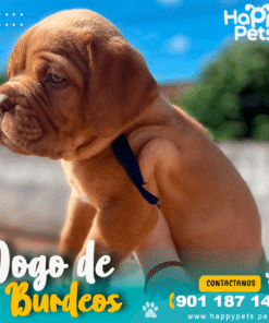 Alternative view of DOGO DE BURDEOS