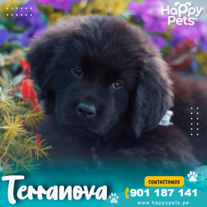 TERRANOVA
