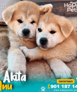 AKITA INU
