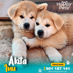 AKITA INU