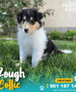 Alternative view of ROUGH COLLIE