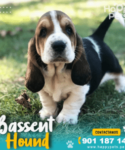 BASSENT HOUND