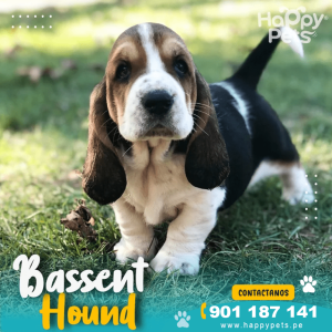 BASSENT HOUND