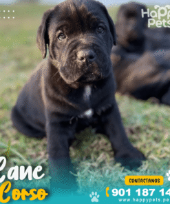 Alternative view of CANE CORSO