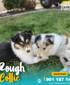 ROUGH COLLIE