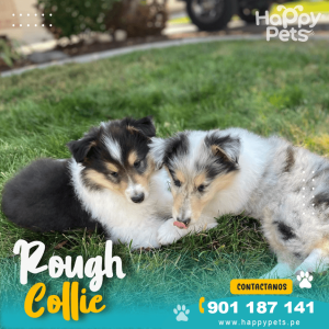 ROUGH COLLIE