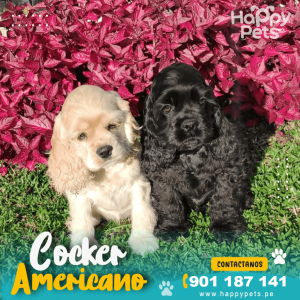 COCKER AMERICANO