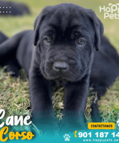 CANE CORSO