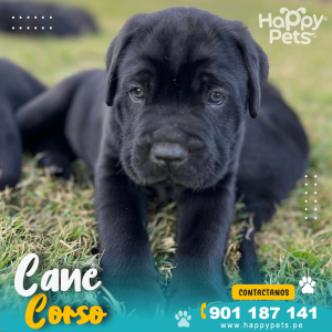 CANE CORSO