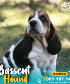 Alternative view of BASSENT HOUND
